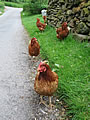Chickens in Cumbria