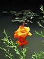 Flower in Monet's Garden